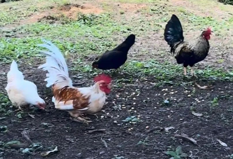 Garnizé( um casal nanico o uma casal carnizé mais 14 ponte de Garnizé  - Foto 3