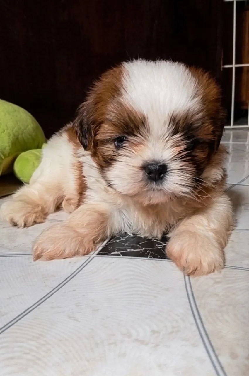 Shih Tzu 