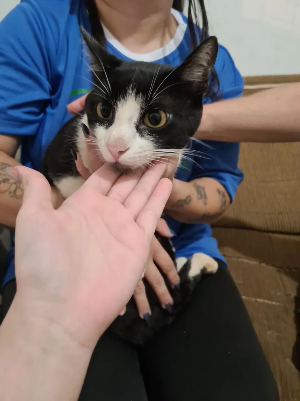 DOA-SE GATO