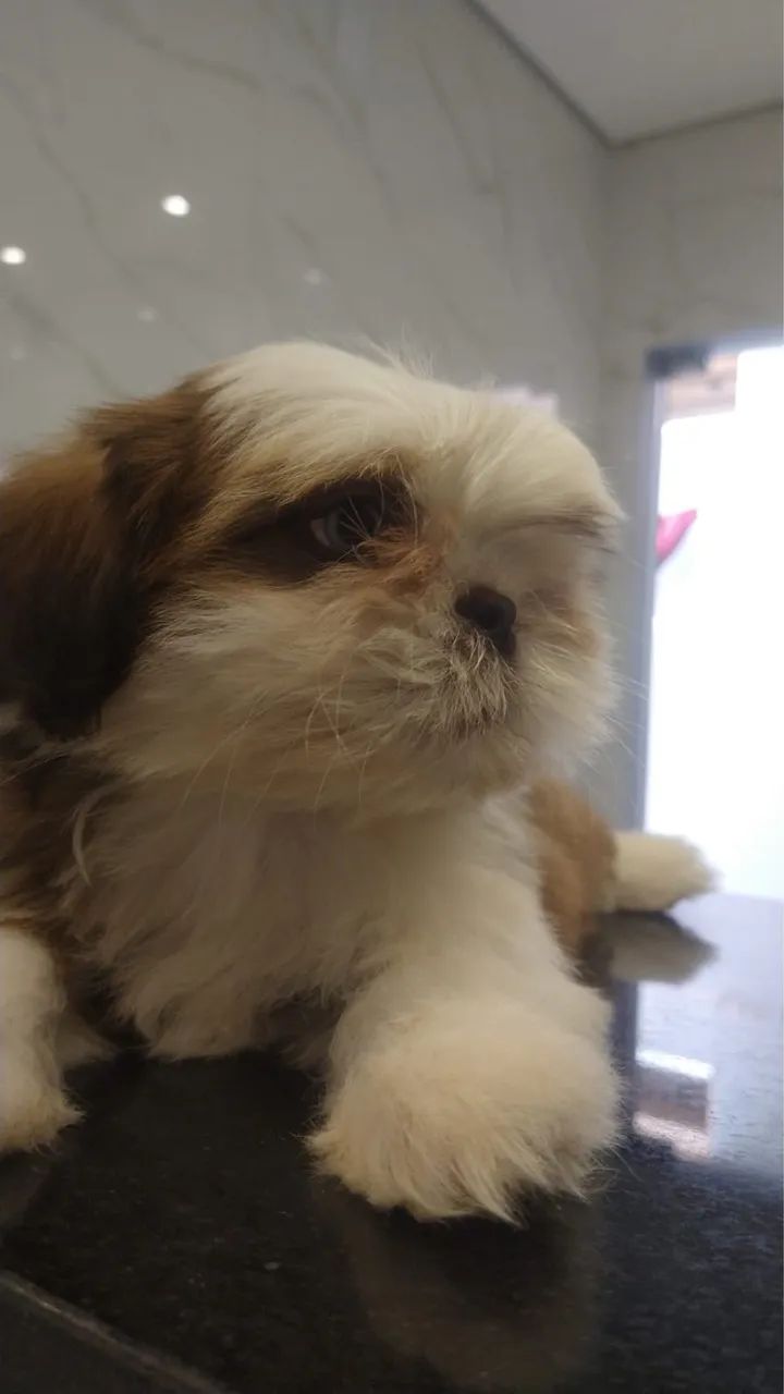Shitzu Mini - Foto 3