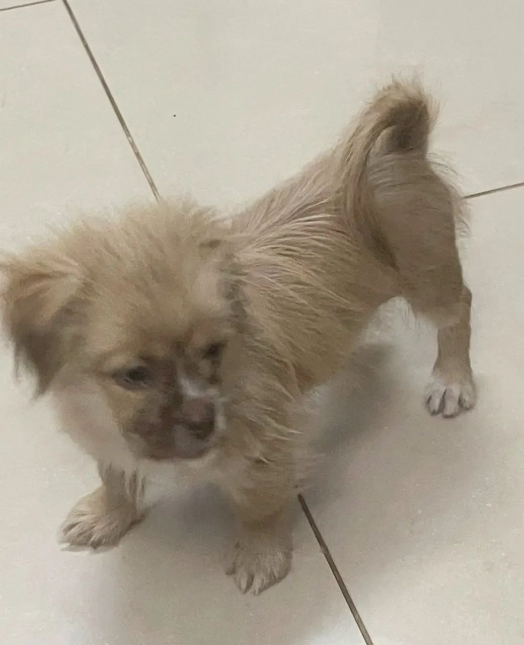 DOAÇÃO FILHOTE  lhasa com shitzu - Foto 3