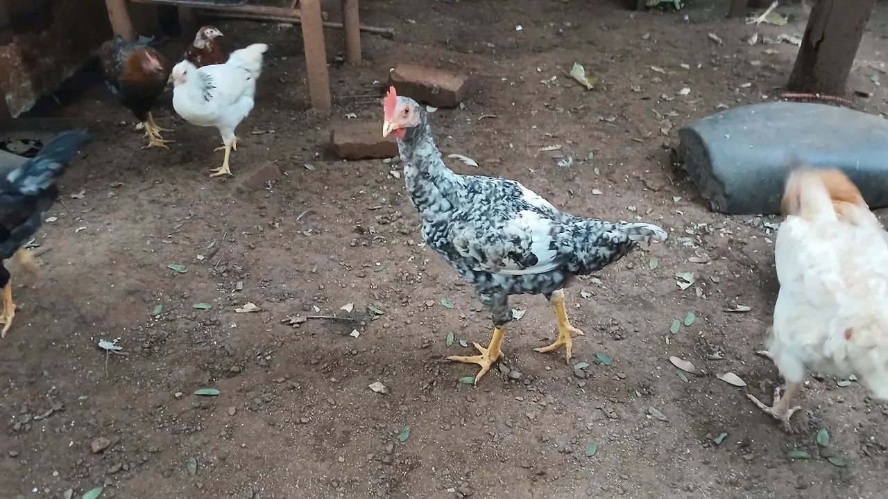 Frango  - Foto 2