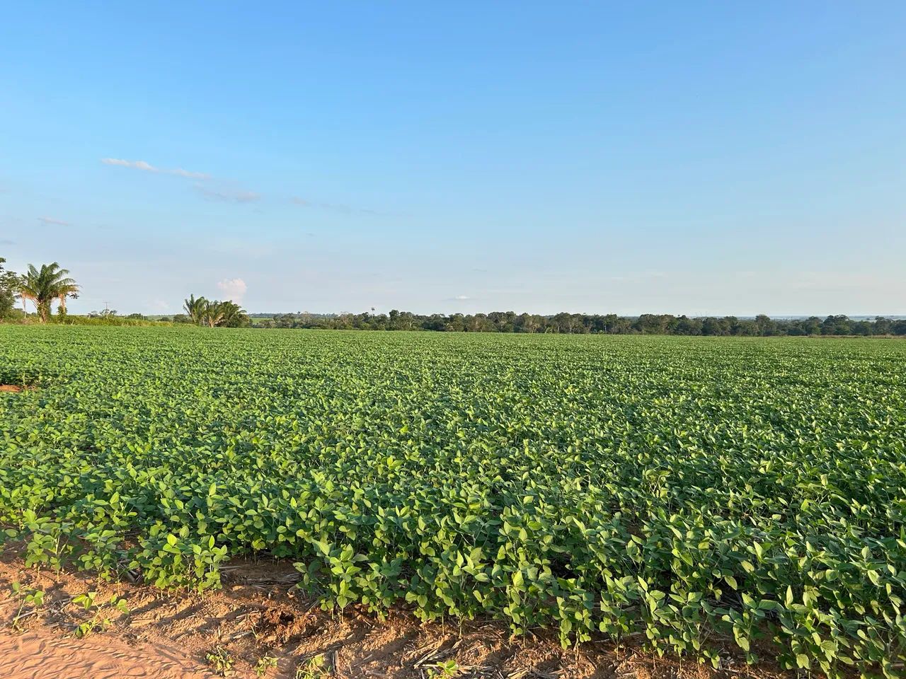 Vende-se Fazenda  - Foto 2