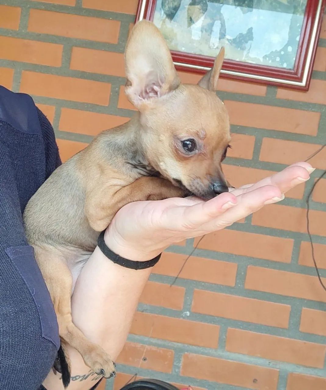 Animais 