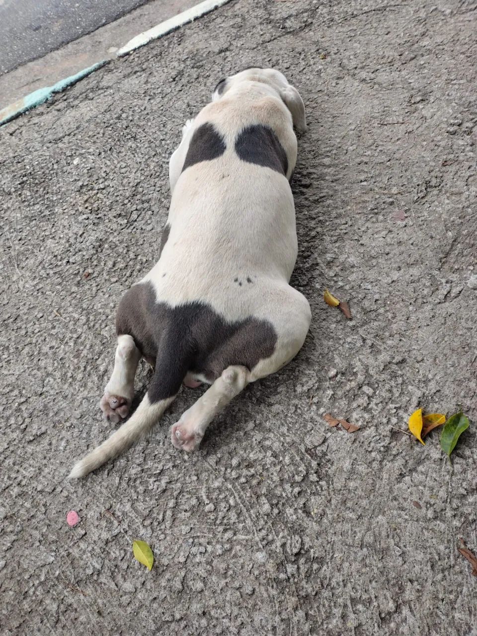 pitbull  - Foto 2