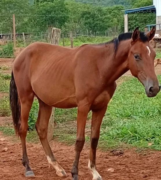 Potro ,Potras e Éguas  - Foto 6