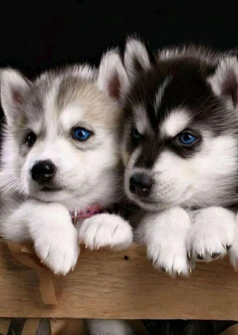 Husky Siberiano