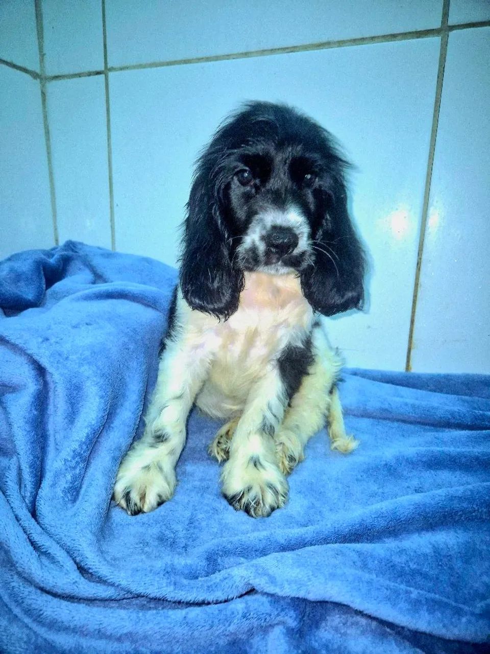 Filhote de Cocker Spaniel Inglês  - Foto 4