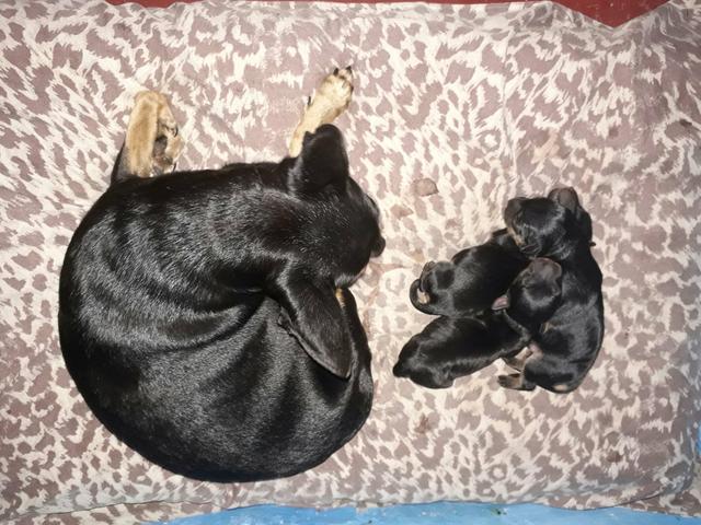 Cachorro