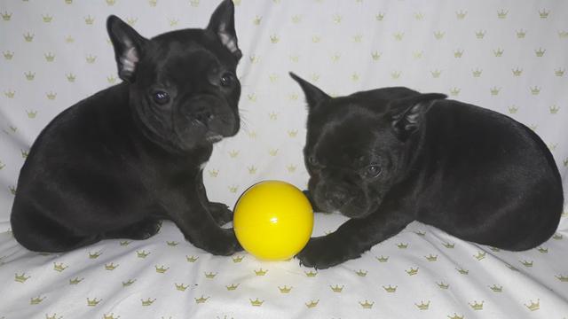 Filhotes de Buldogue FRANCÊS - Foto 3