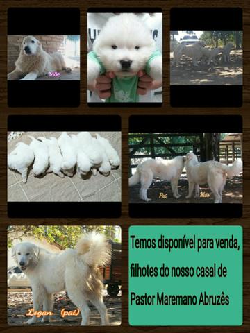 Filhotes de Pastor Maremano Abruzês - Foto 6