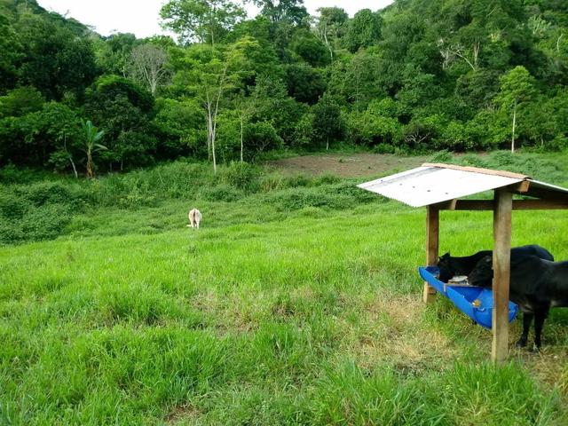 Vendo Fazenda Totalmente Produtiva - Foto 20
