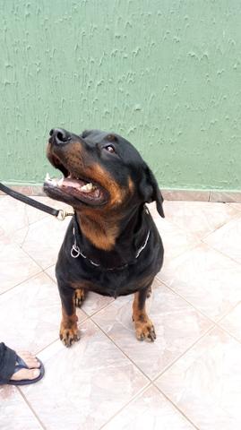 Rottweiler filhotes lindos - Foto 3