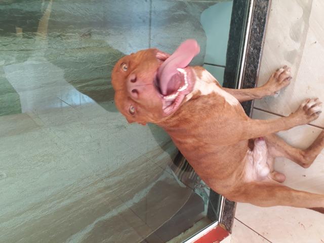 Filhote de pit bull - Foto 5