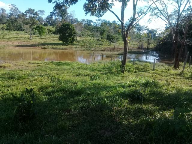 Vendo essa colonia