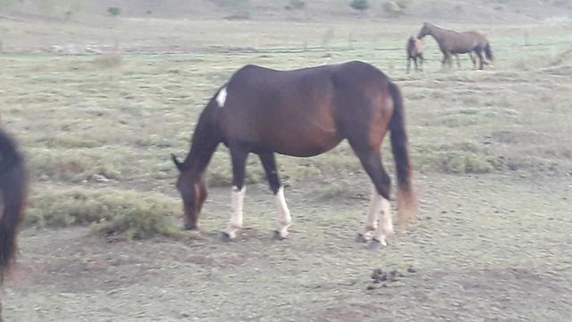 Égua