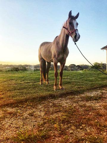 Cavalo manga larga