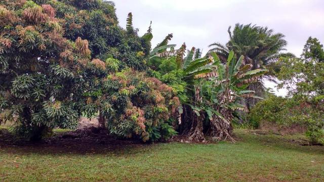 Vendo sitio em jaua - Foto 4