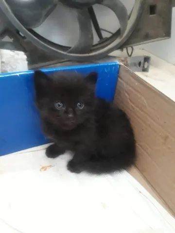 Gato persa no precinho pra vender logo - Foto 3