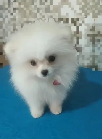 Spitz alemão o Lulu da Pomerânia - Foto 2
