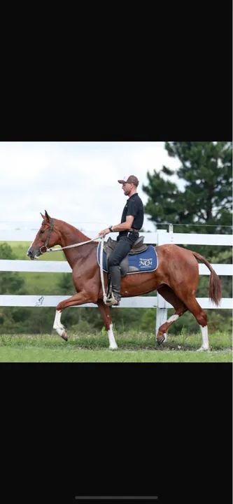 Égua mangalarga com registro.
