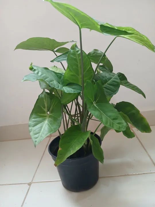 Plantas  - Foto 4
