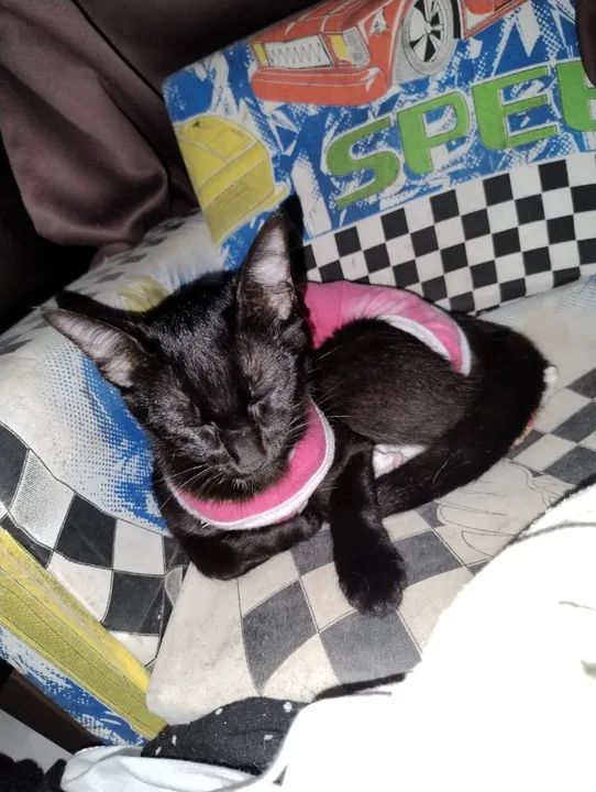 Gatas castradas em torno de 7 meses  - Foto 3