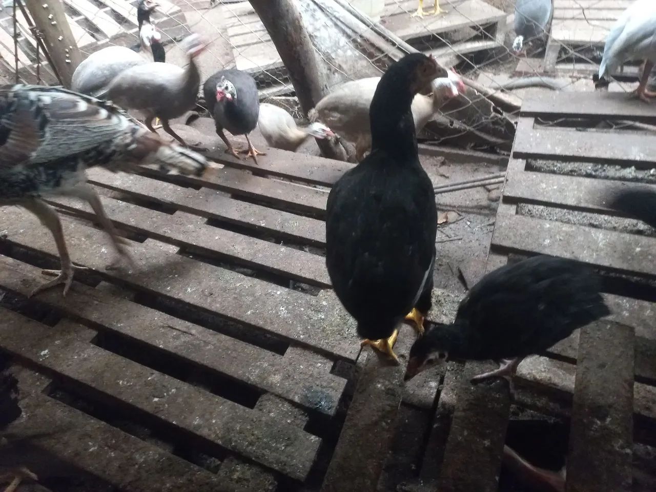 TERNO DE GALINHA 100% SURU - Foto 3