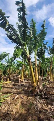 Terreno à venda no Agricola Santa Clara em Monte Mor/SP. - Foto 5