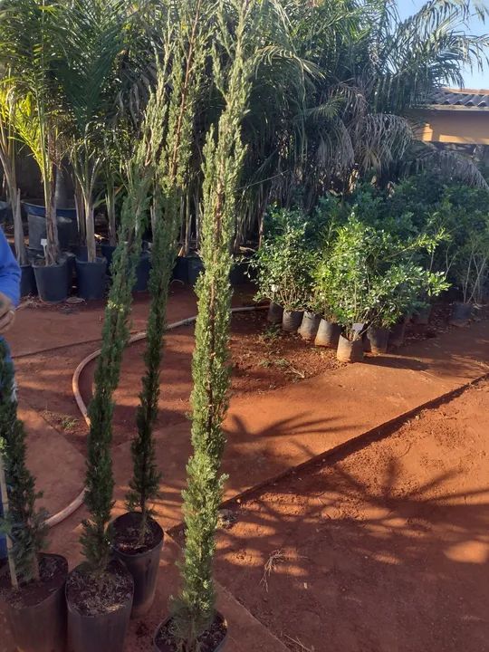 Pinheiro  - Foto 5