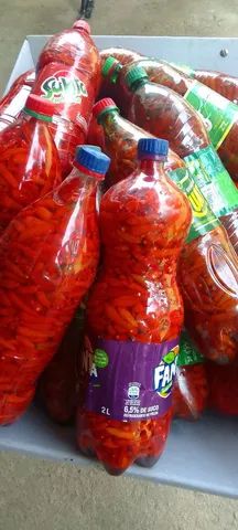 Pimenta malagueta  - Foto 2