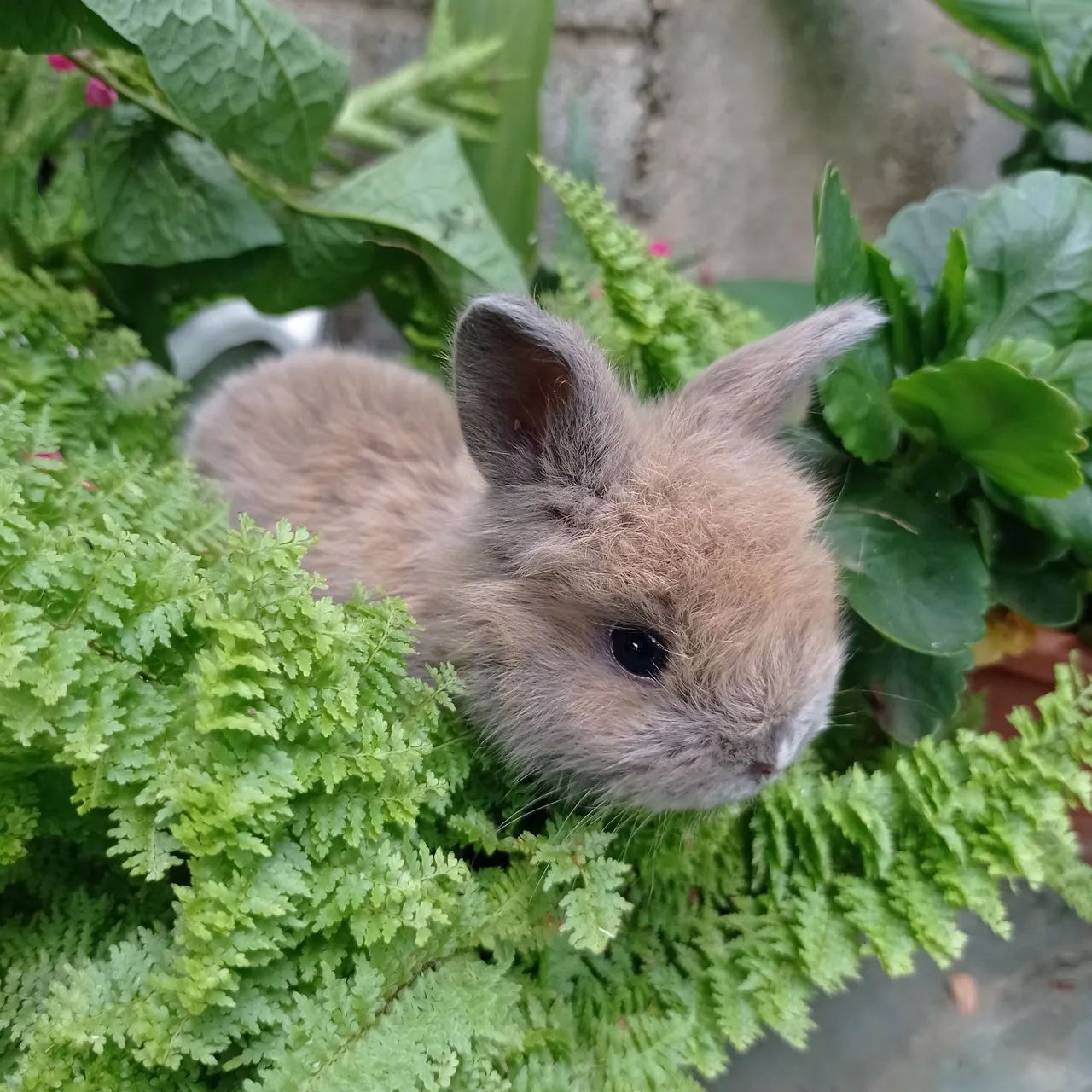 Coelho mini filhote - Foto 3