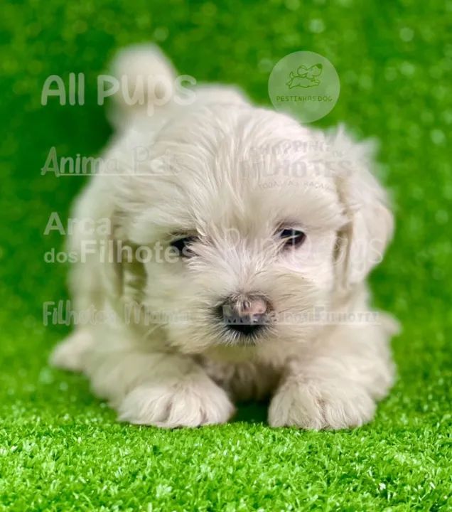 maltês, micro- macho e fêmea - Foto 2