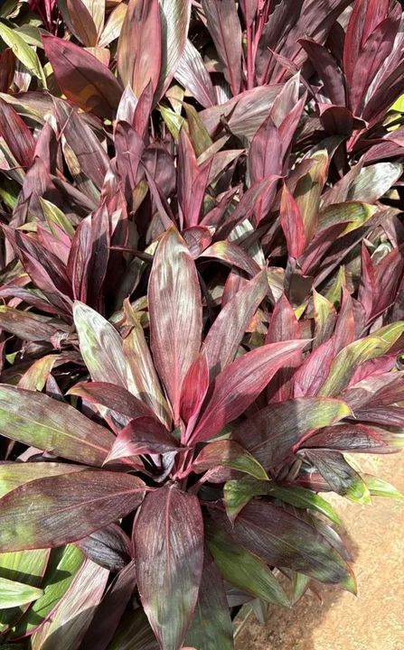 Mudas de Drascena vermelha, cerca viva - Foto 2