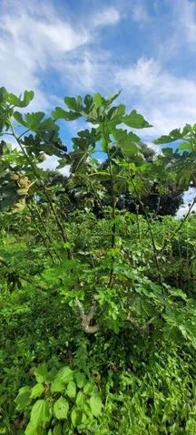 Terreno à venda no Agricola Santa Clara em Monte Mor/SP. - Foto 4