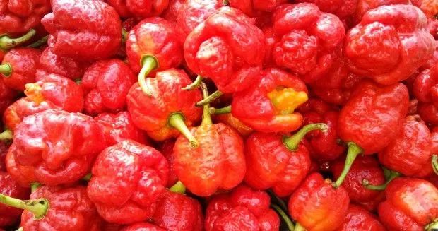 Trinidad Scorpion Moruga pimenta nuclear 