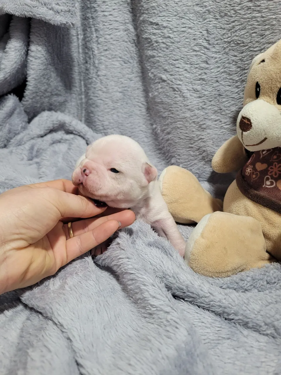 Bulldog Francês, Macho e Fêmea!! Leia a descrição, chama no WhatsApp