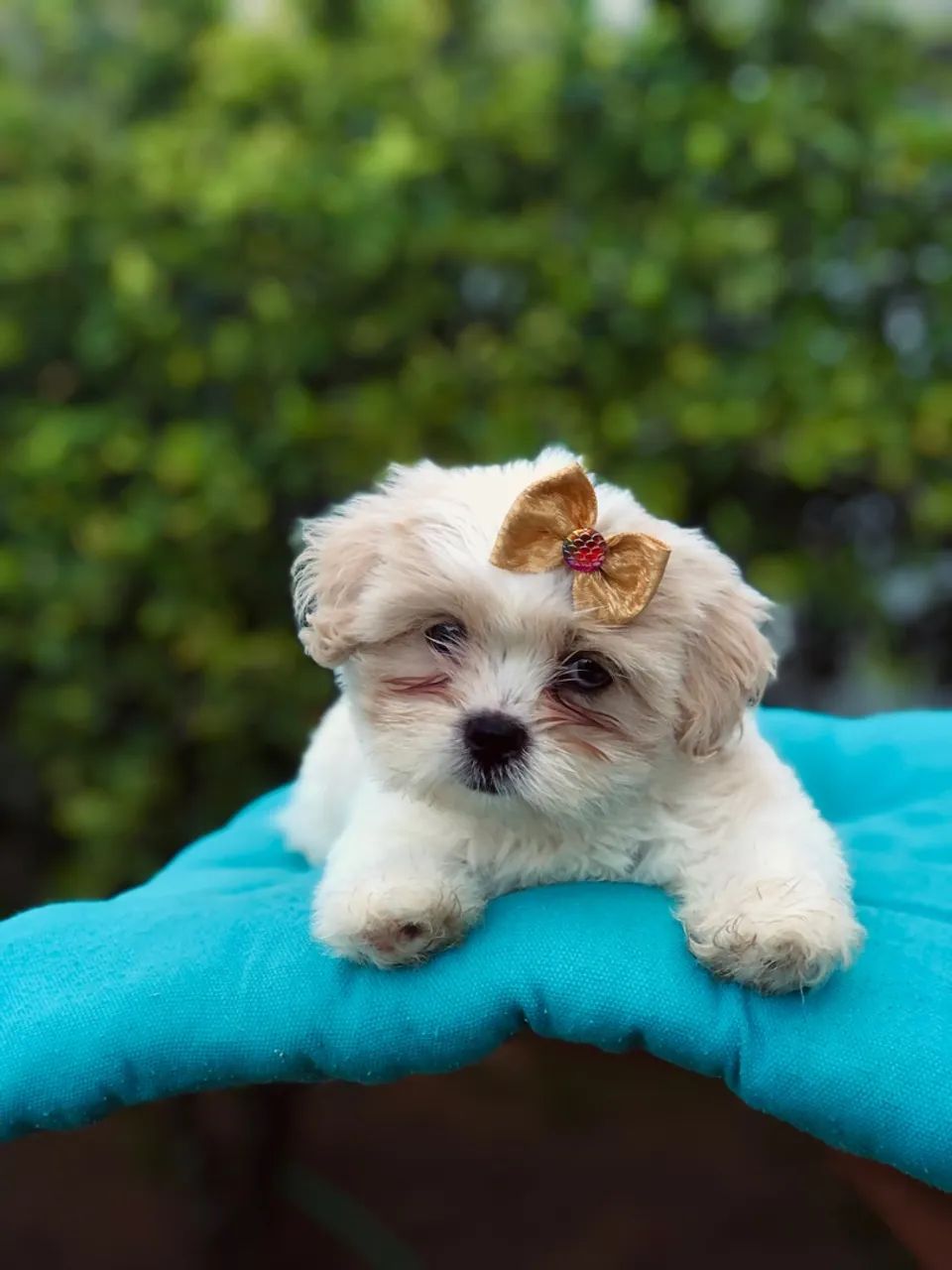 Filhotes Lhasa Apso - Adorável e Carinhoso - Foto 2