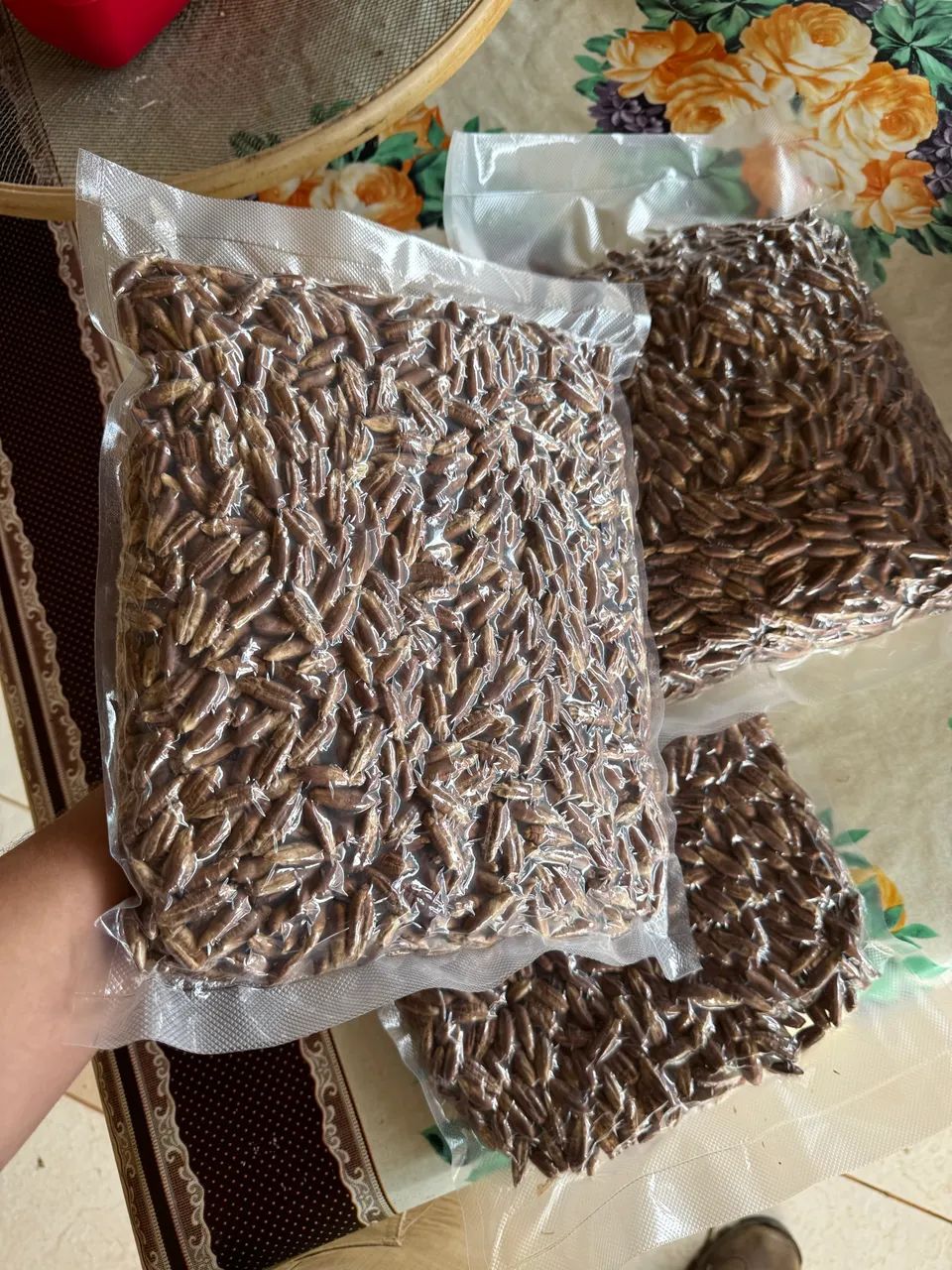 Sementes de tamareira dactylifera medjool (sementes importadas) - matrizes importadas 