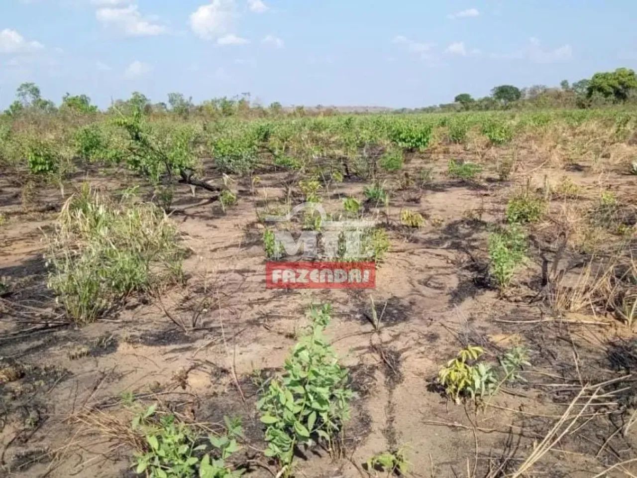 Fazenda 13.604 Hectares Benedito Leite - MA - Foto 4