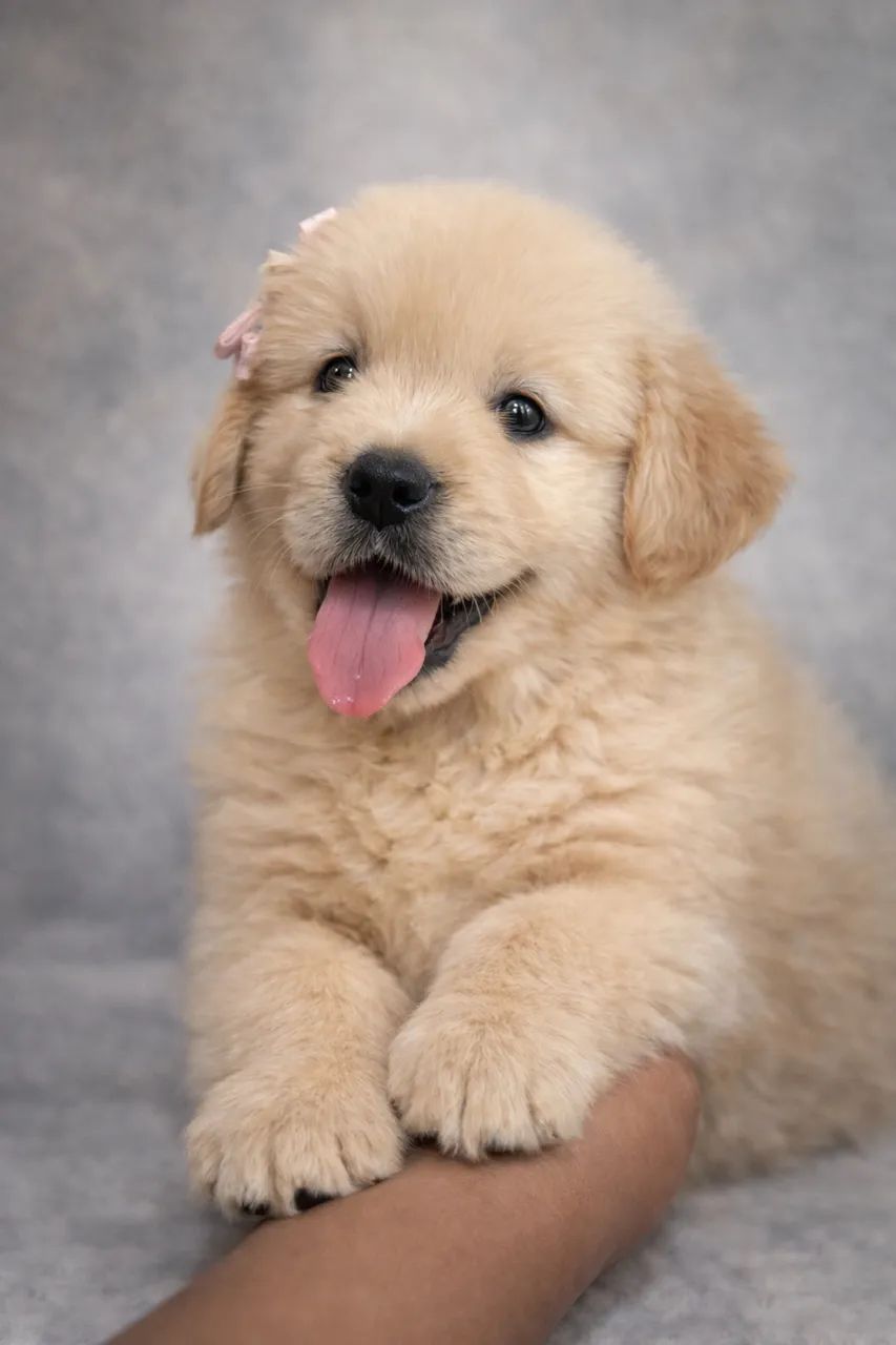 Filhotes lindos de Golden Retriever PEDIGREE  - Foto 3