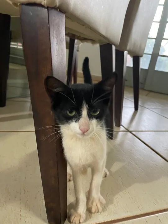 Gatinha para adoção - Foto 2