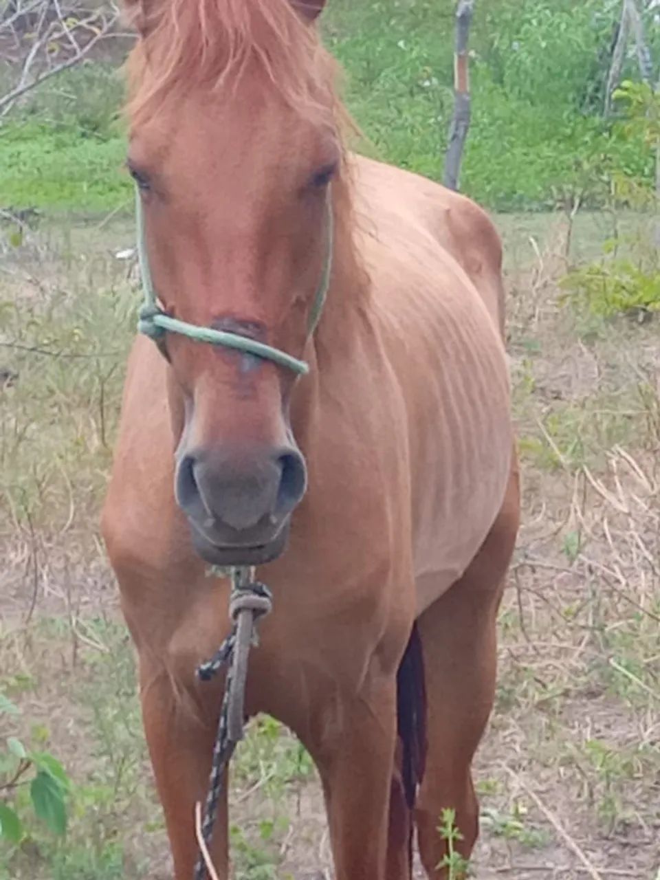 Cavalo e carroça - Foto 4