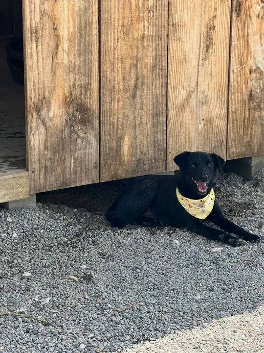 Cachorro Adorável Procurando Lar!