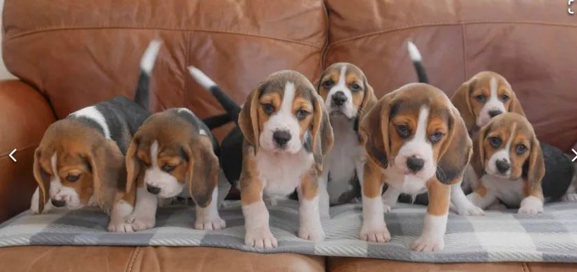 Beagle,mesma alegria todos os dias não tem preço