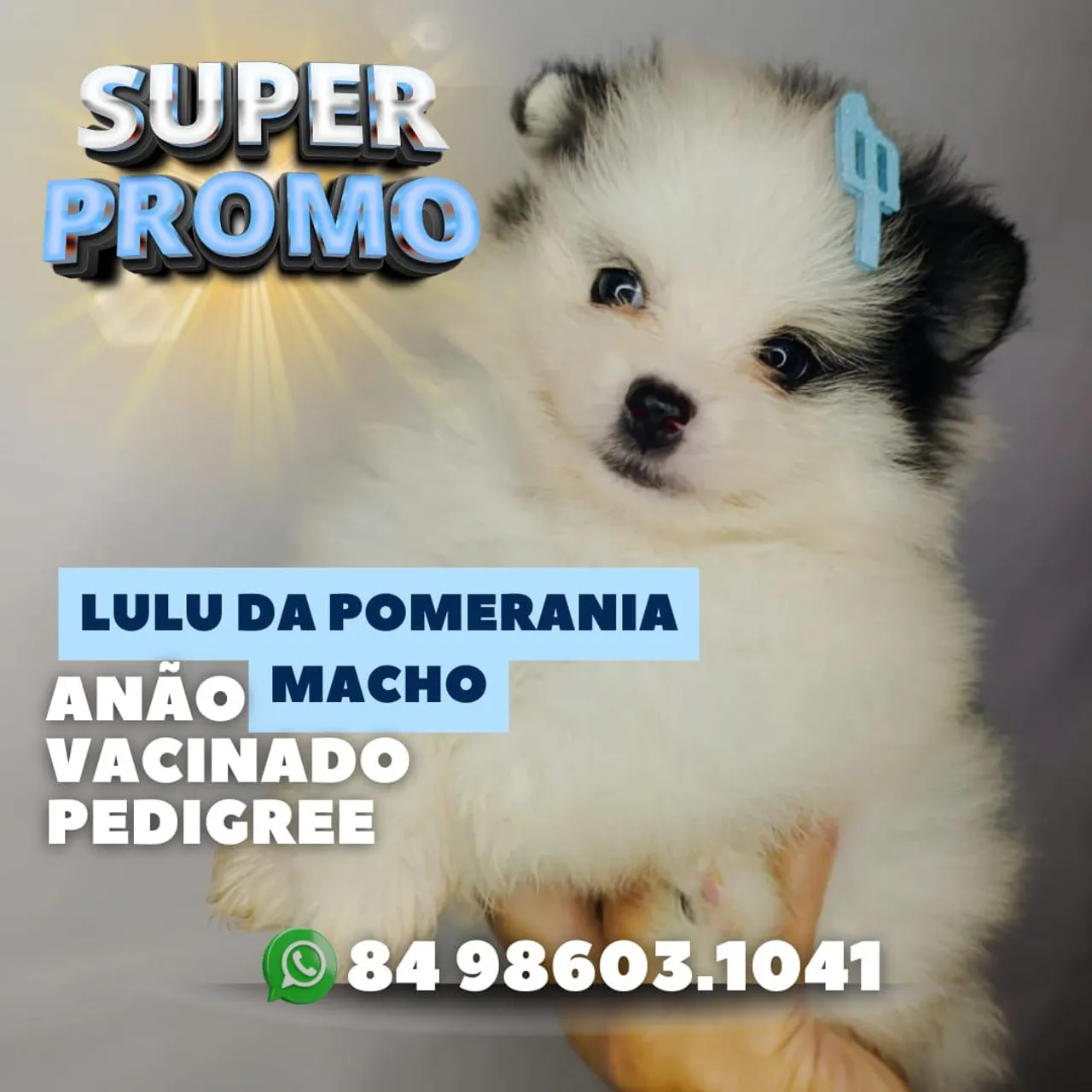 Filhote Lulu da Pomerânia Anão Macho