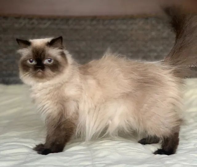 Show de Gata persa Adulta himalaio color point extremada Pelo longo 1 Ano E 4 Meses Linda.