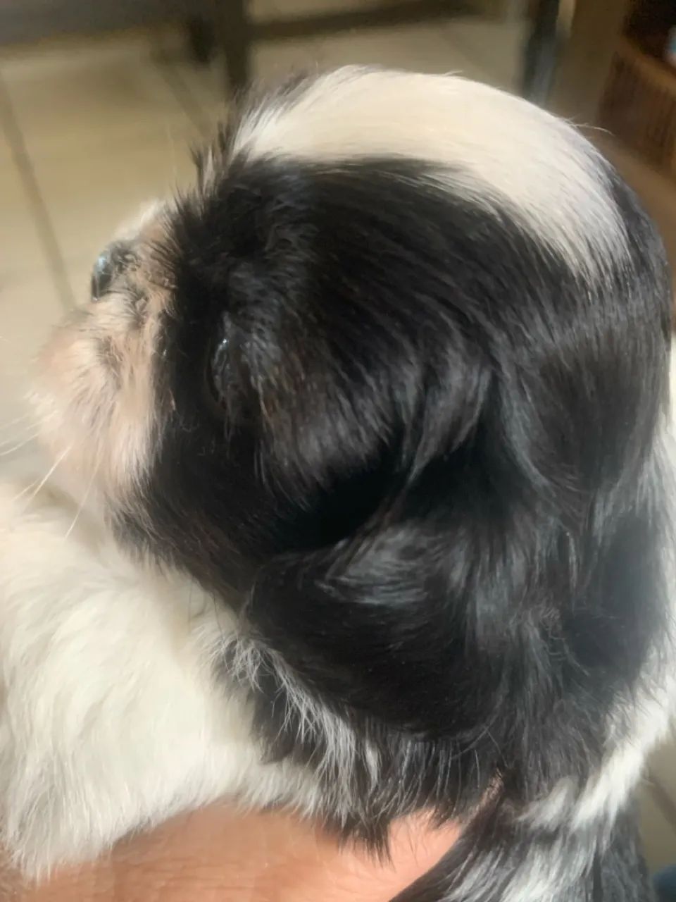 Lindo macho de shitzu mine lindo minúsculo cãozinho perfeito para casa è apartamento 