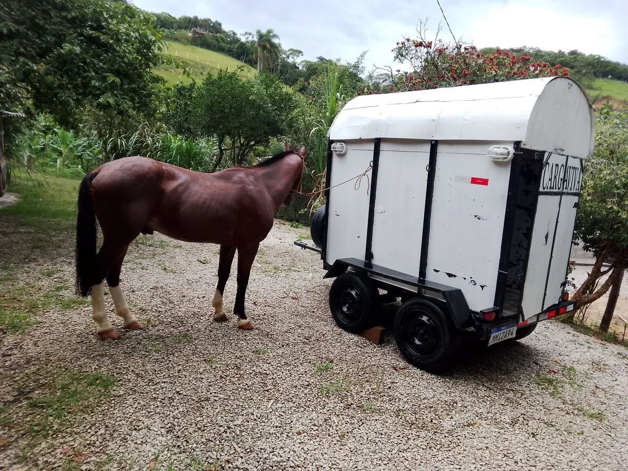 Cavalo e reboque a venda  - Foto 5