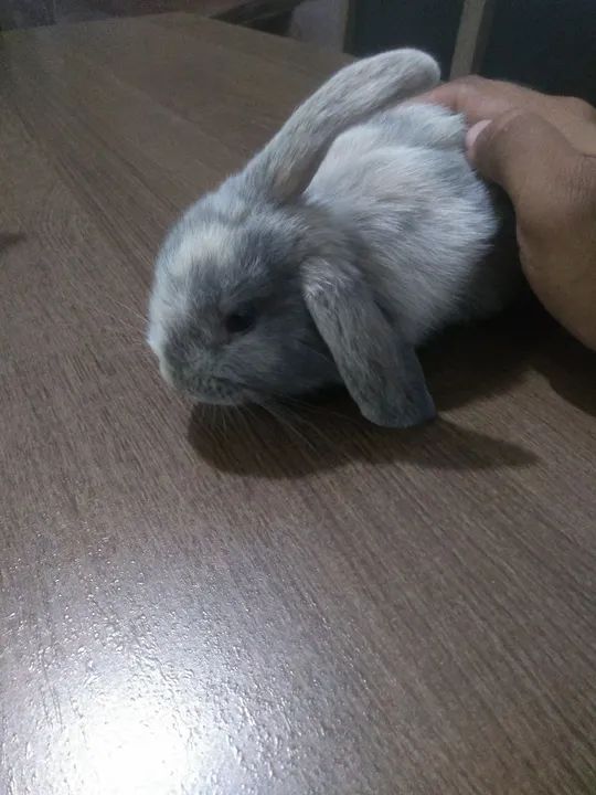 Coelho Mini Loop - Foto 2